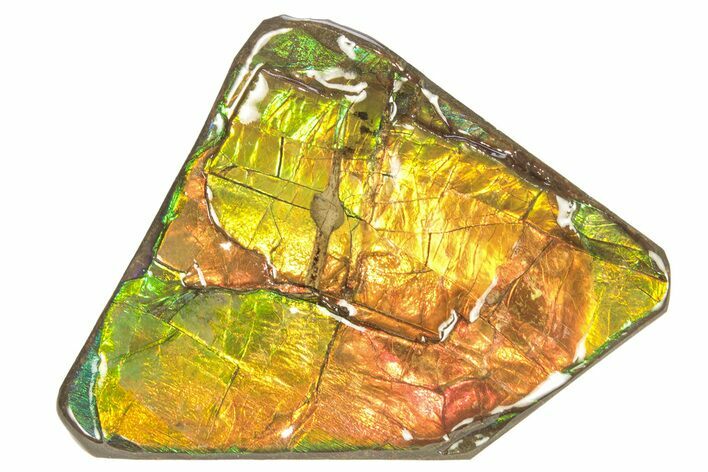 Iridescent Ammolite (Fossil Ammonite Shell) - Rainbow Colored #265156